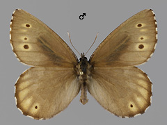 O. jutta